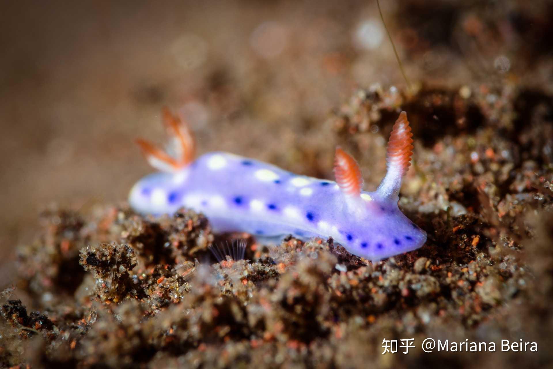 也是裸鰓目的,這種小海蛞蝓來自紅海,它名叫hypselodoris infuc