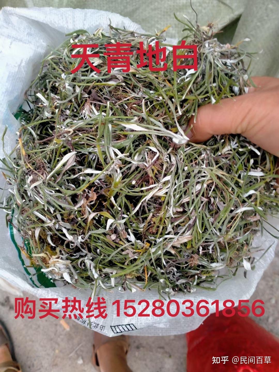 天青地白草药图片功效图片