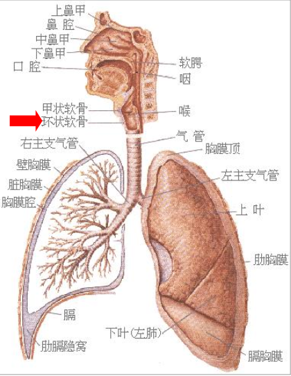 内科学-1-呼吸系统疾病概述 - 知乎