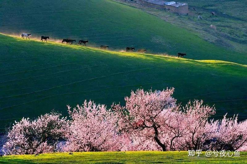 當陽春3月碰上人間4月天新疆伊犁河谷杏花美豔了四季