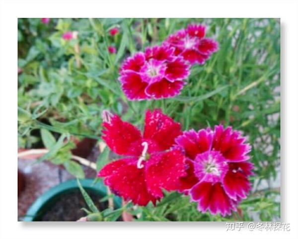 5月花语