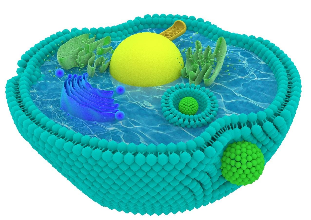 细胞内吞示意图在科研配图中应用广泛,尤其是在药物递送领域,常与