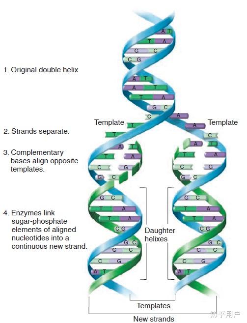 dna复制后两条子双链中是一条子双链的新链为模版链另一条子双链链的