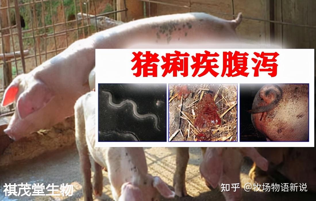 通过猪粪便识猪病!快速防治猪痢疾白黄痢腹泻胃肠炎的中药方剂 - 知乎