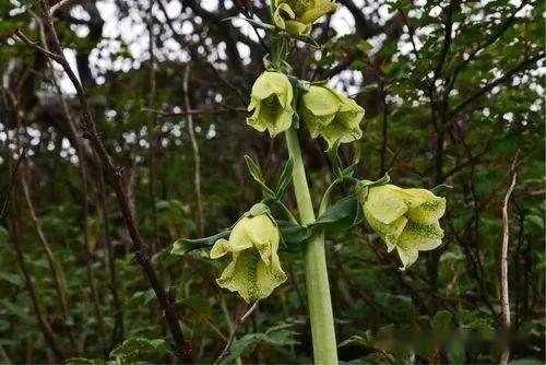 龙胆目—龙胆科(中):双蝴蝶
