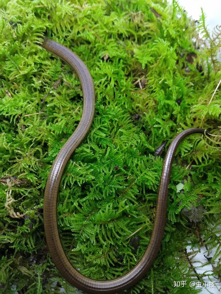 脆蛇蜥养殖分享干货断尾会再长出无毒无害