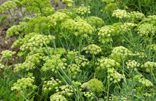 海茴香在护肤品添加有什么效果