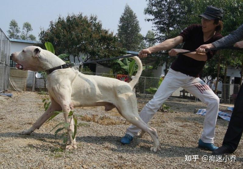 这些超强悍的“巨型猛犬”，哪种才是最受欢迎的巨型犬呢？ - 知乎