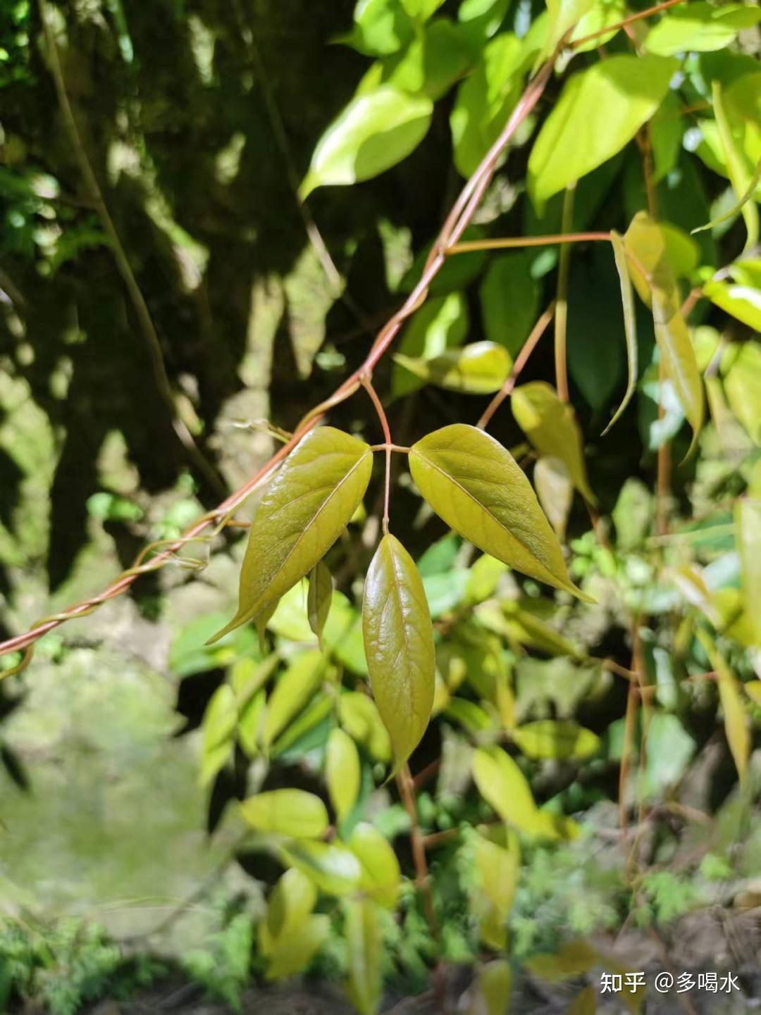 常春油麻藤,過牆花梯現.