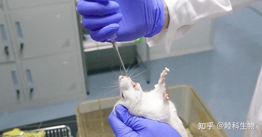 睦科生物实操视频+图文 | 实验大、小鼠灌胃给药过程和操作细节 - 知乎