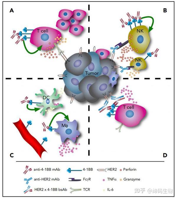 肿瘤免疫靶点 | T细胞共刺激分子4-1BB