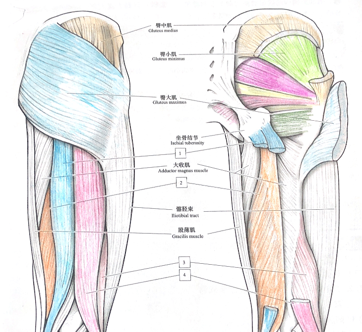 一张图那么你是否知道臀部肌肉具体部位在哪里,主要连接的是哪些骨骼