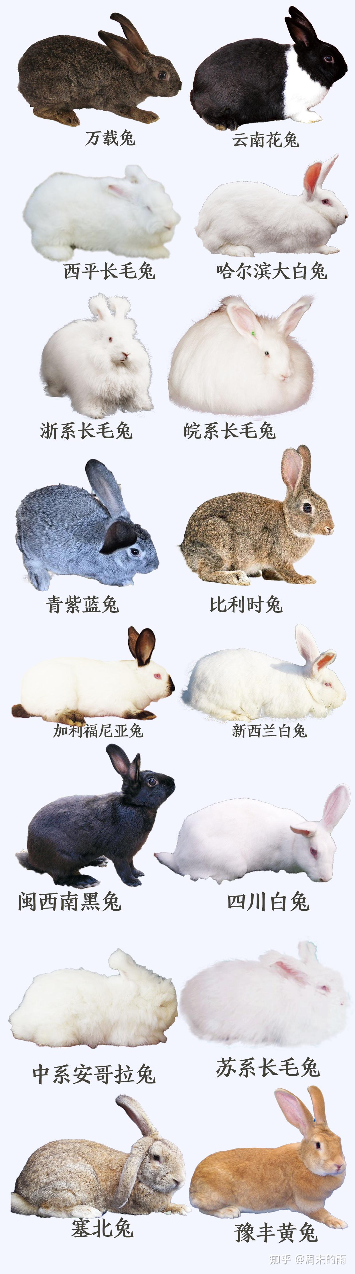 品种介绍 - 中国畜牧业协会兔业分会
