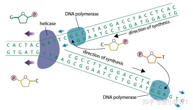 34semiconservativereplicationofdna