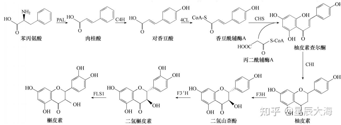 绿原酸水解产物图片