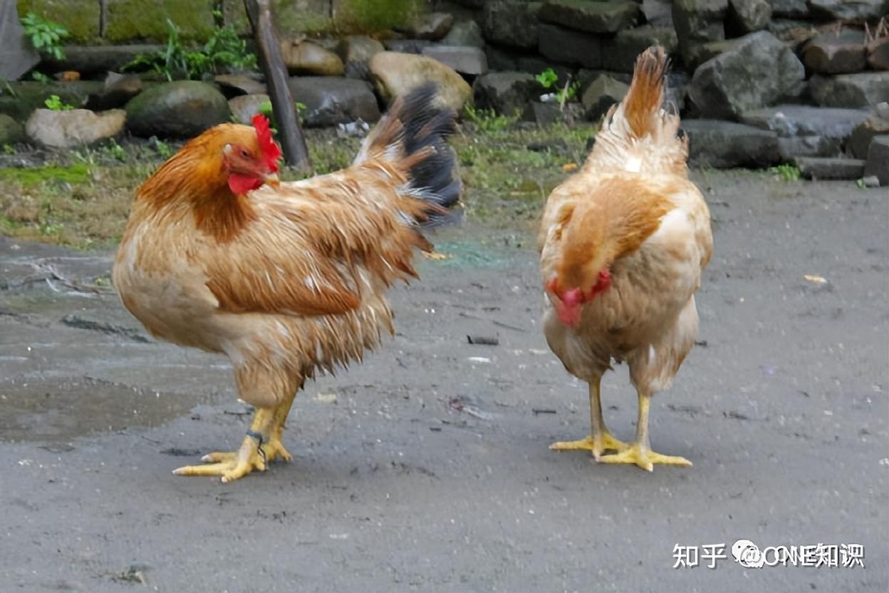家鸡和野鸡有何关系?为什么野鸡一到晚上就“消失”,去哪了? - 知乎
