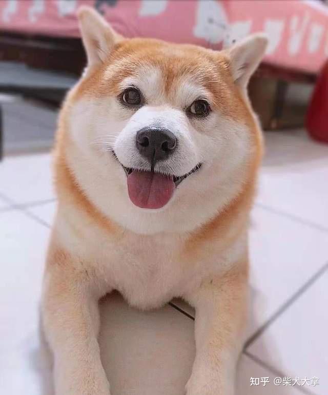 黄磊何炅为什么喜欢柴犬小o和小h