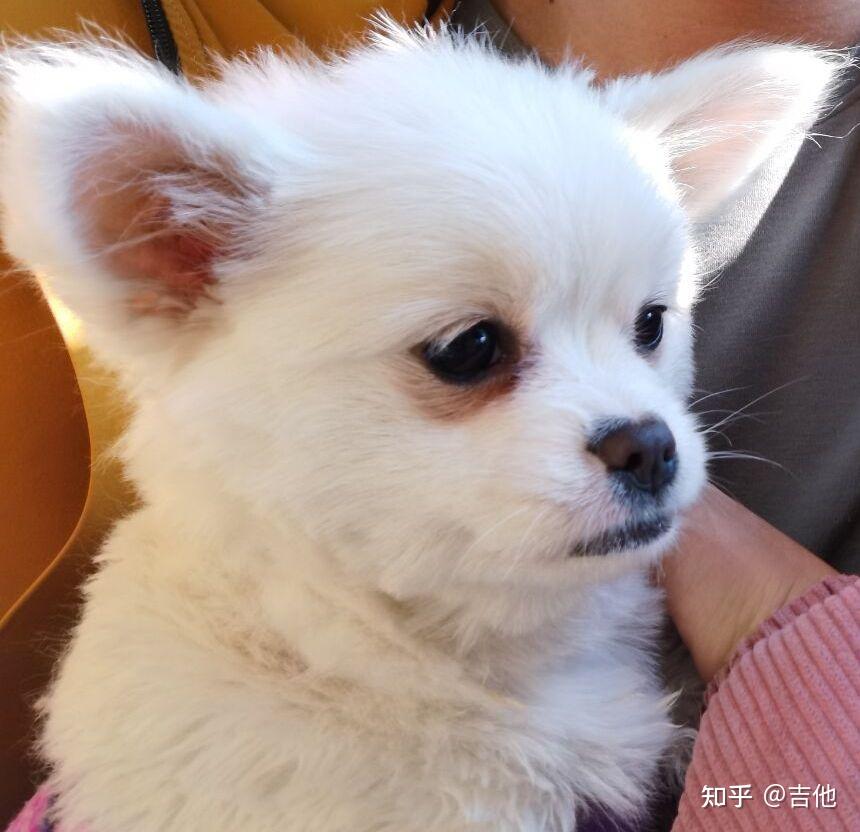 八哥犬和博美犬繁育的后代会是什么样子
