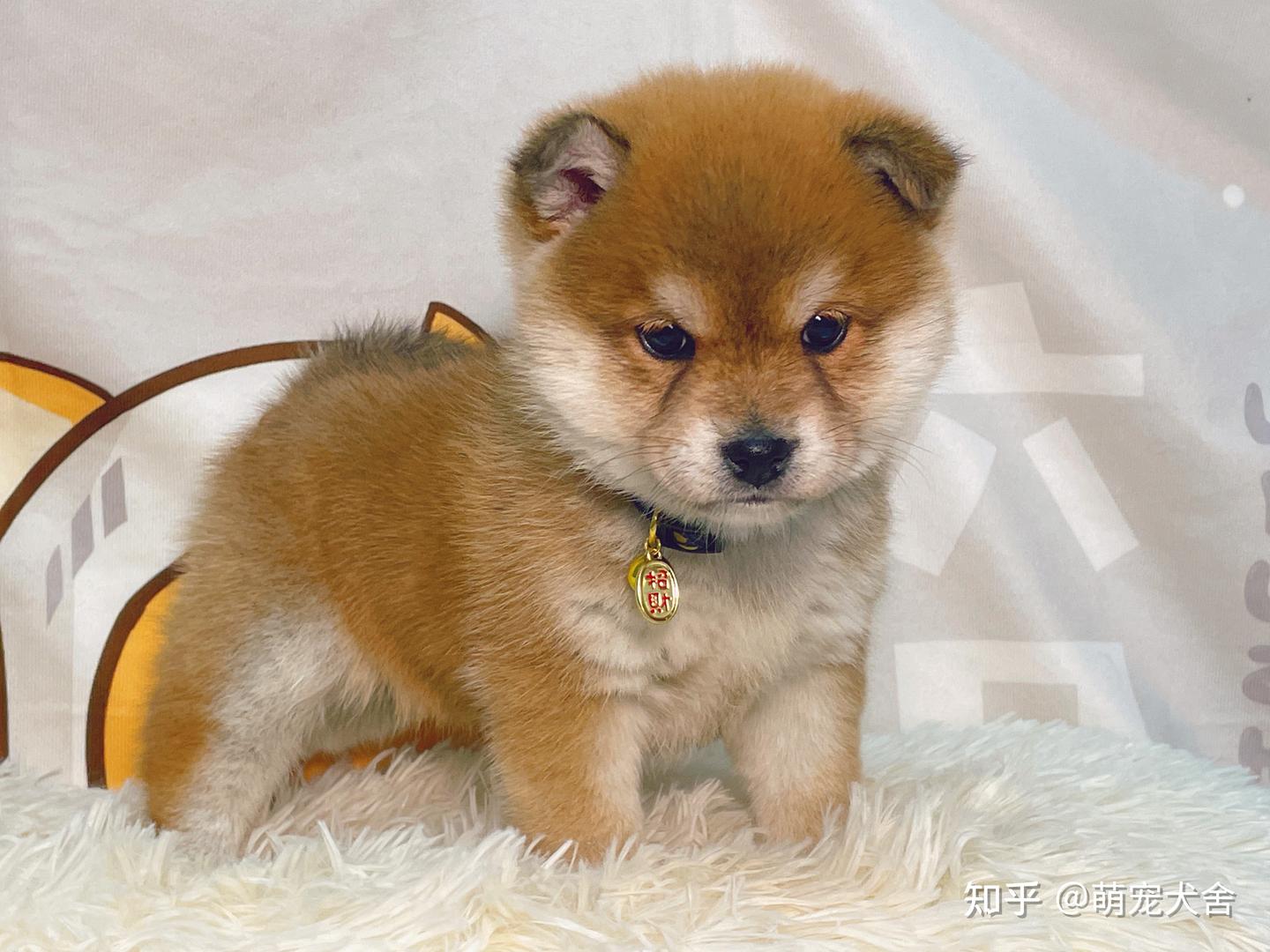 柴犬幼犬的价格区间是多少？在入手前需要注意什么？ - 知乎