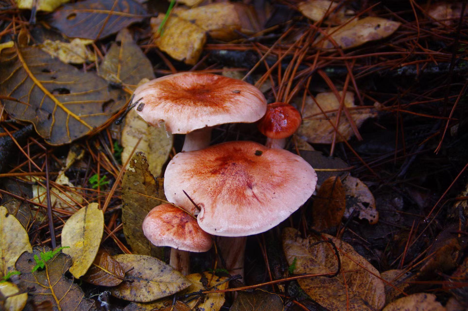 山野藏珍馐——变红蜡伞 - 知乎