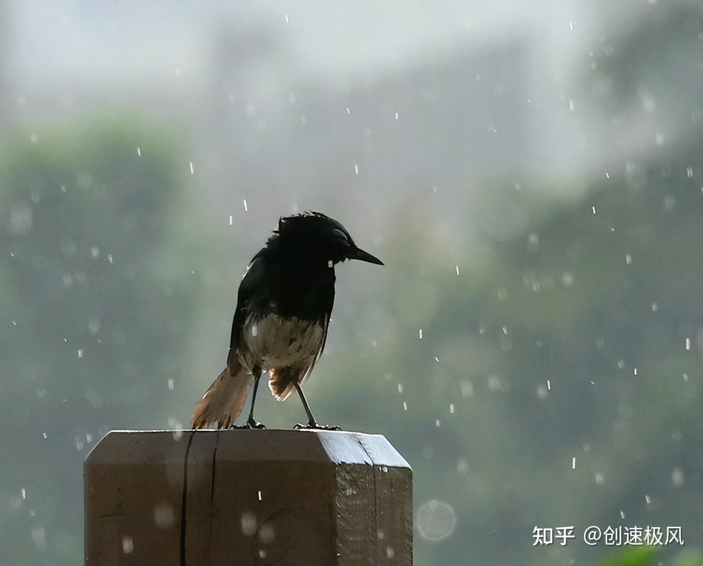 雨天防晒也要懂!鸟儿如何聪明避雨? - 知乎