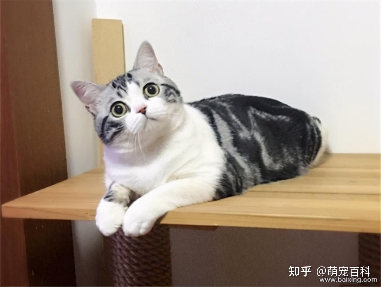 人们愿意养美短猫一般是这几个原因