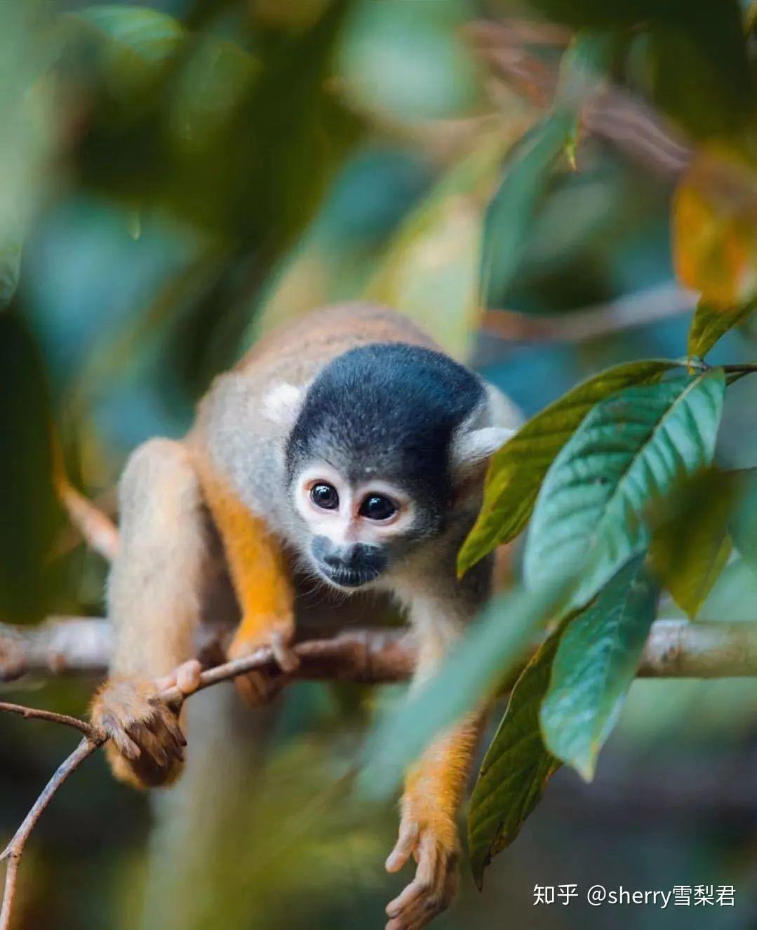在失落的印加文明和狂野的自然景观中,领略这个南美风情小国的独特魅力