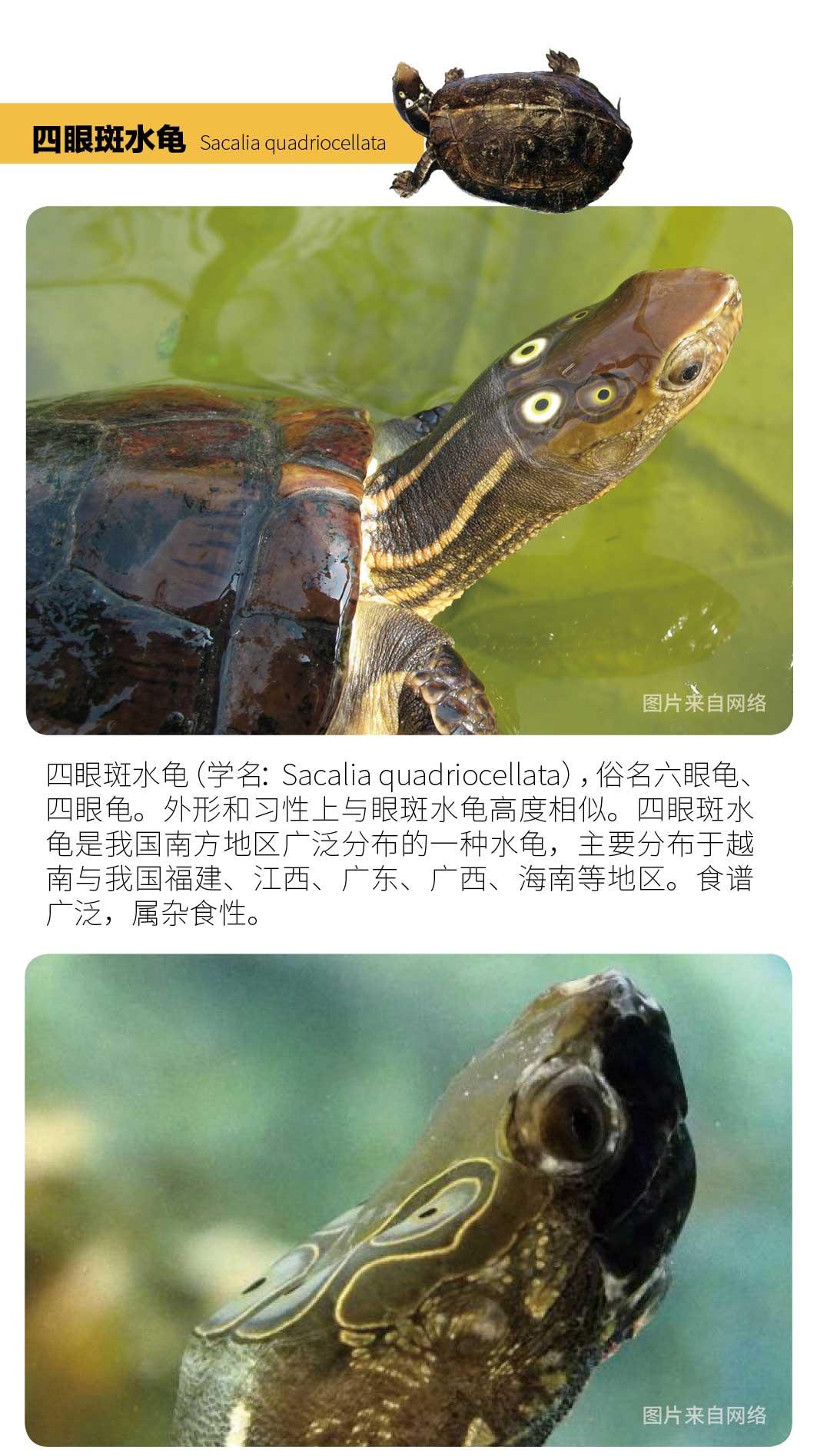 物种小谈┃四眼斑水龟