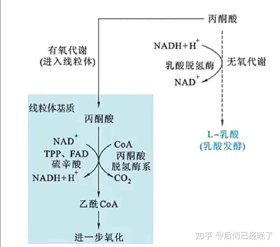 36浅谈乳酸(上)