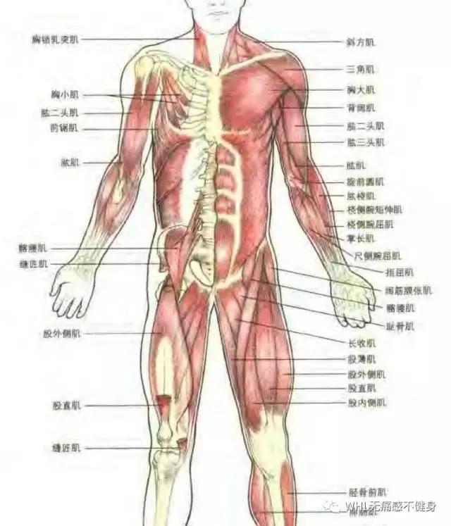 什么是背阔肌?全身肌肉解剖看这里!