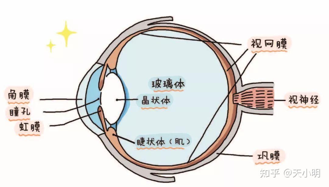 怎么理解“裸眼视力”和“屈光度”的关系? - 知乎