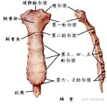 解剖学图谱- 知乎