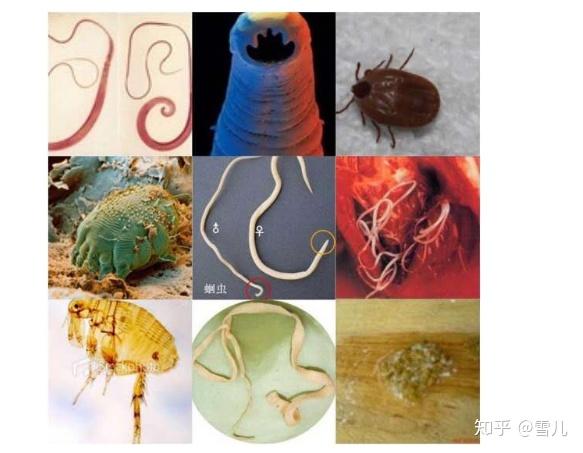 狗狗驱虫多久一次狗狗健康与其正相关