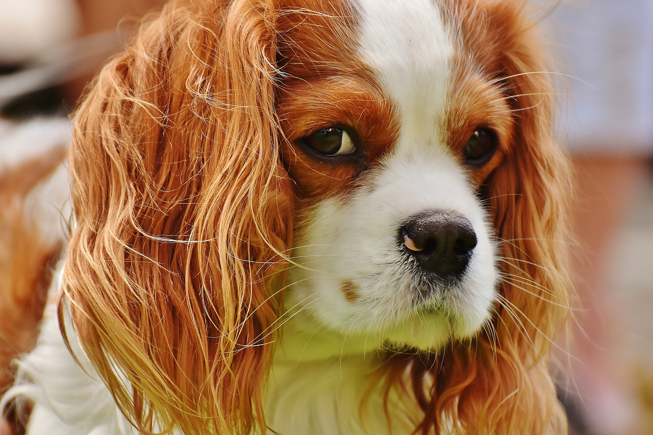 骑士查理王小猎犬是英国王室最喜爱的狗,深受苏格兰女王玛丽及查理士