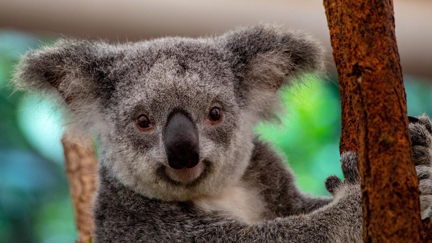 lone pine koala sanctuary是世界上第一个也是最大的考拉保护区,位于
