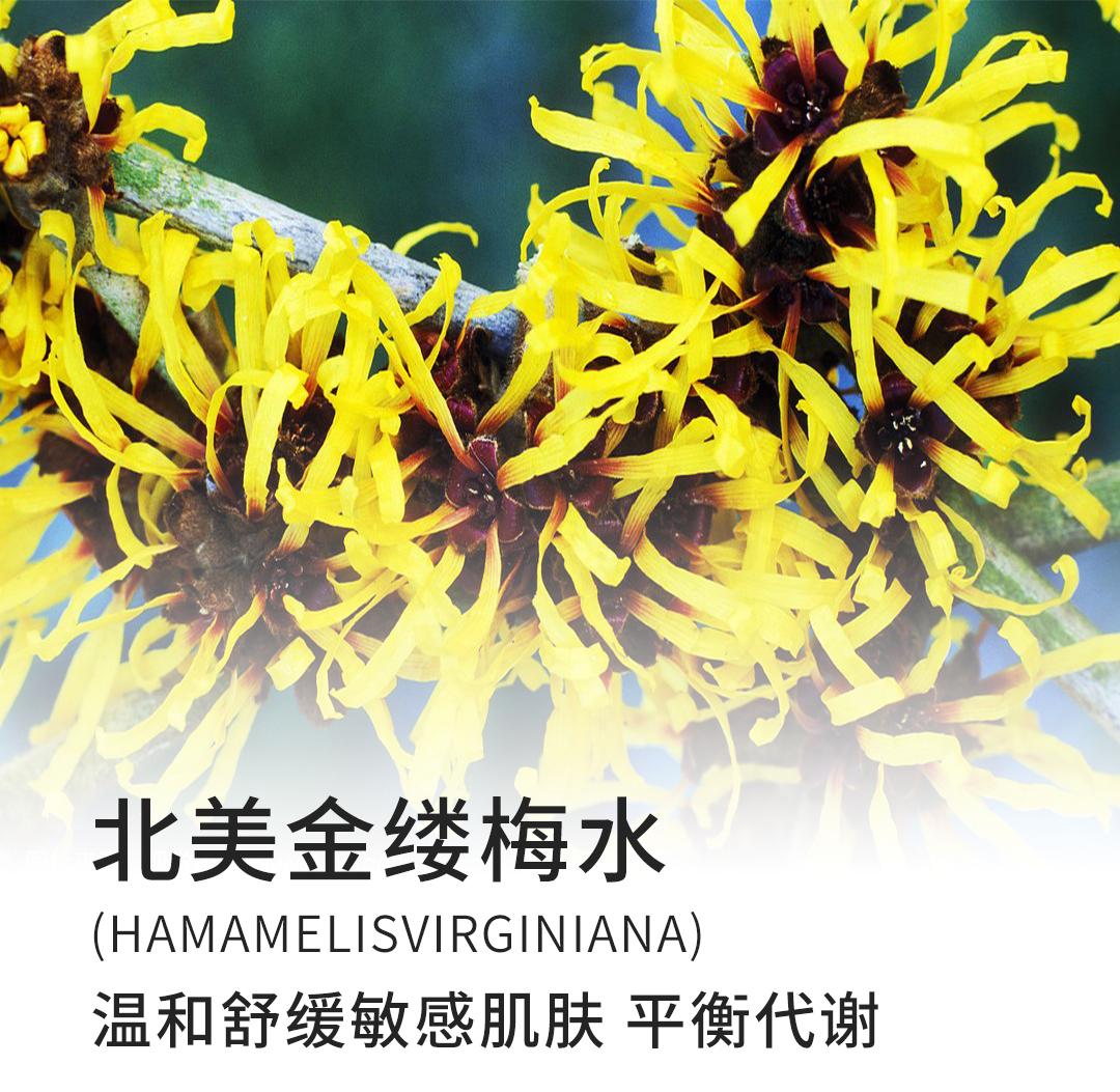 北美金缕梅的故事 知乎 北美金缕梅的故事 知乎