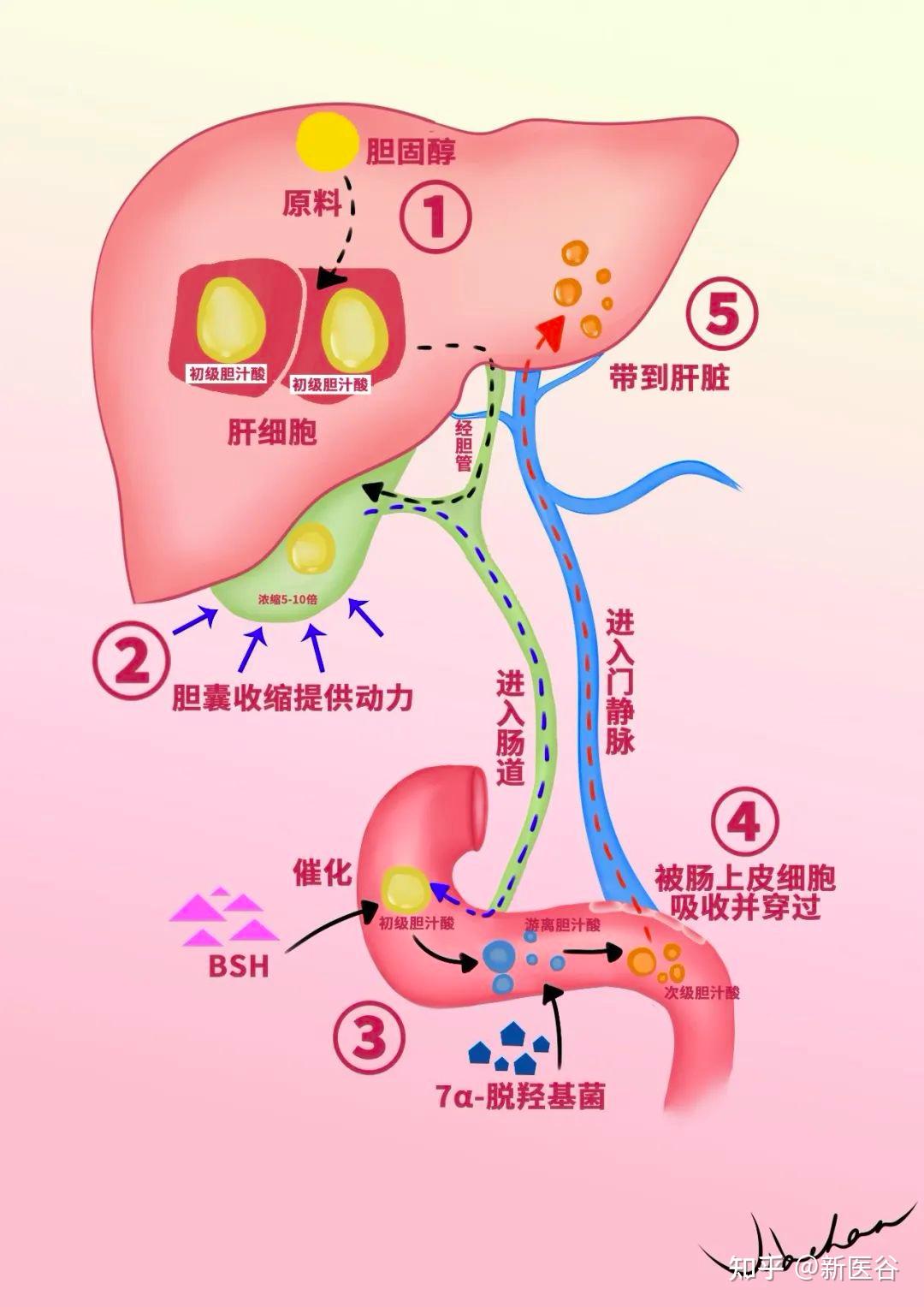先来看看胆汁酸的肠肝循环是什么