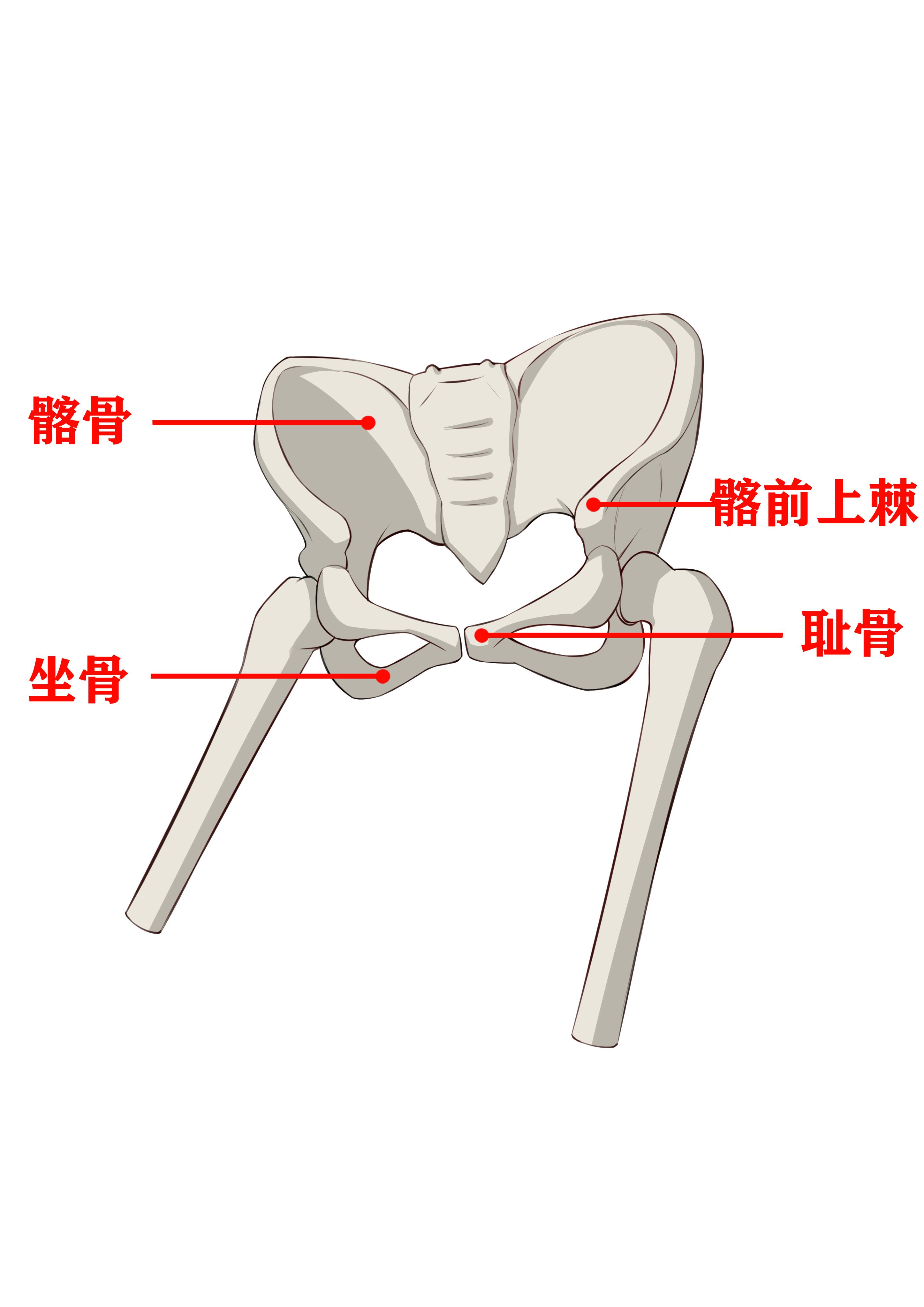大胯骨与大腿骨图图片