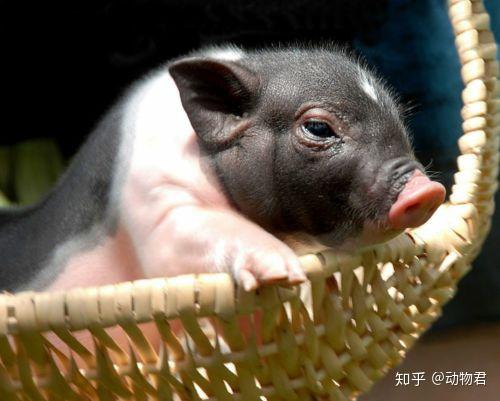 什么 中国土猪都要灭绝了 知乎