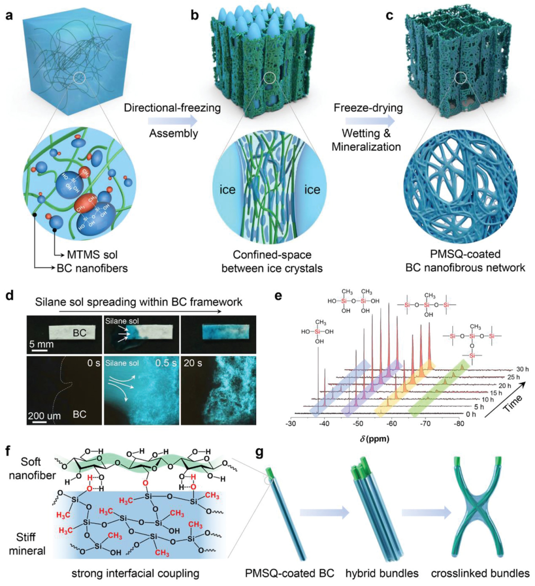 《afm》:高压缩性,油/水分离,隔热,应变感应的纳米纤维素杂化气凝胶