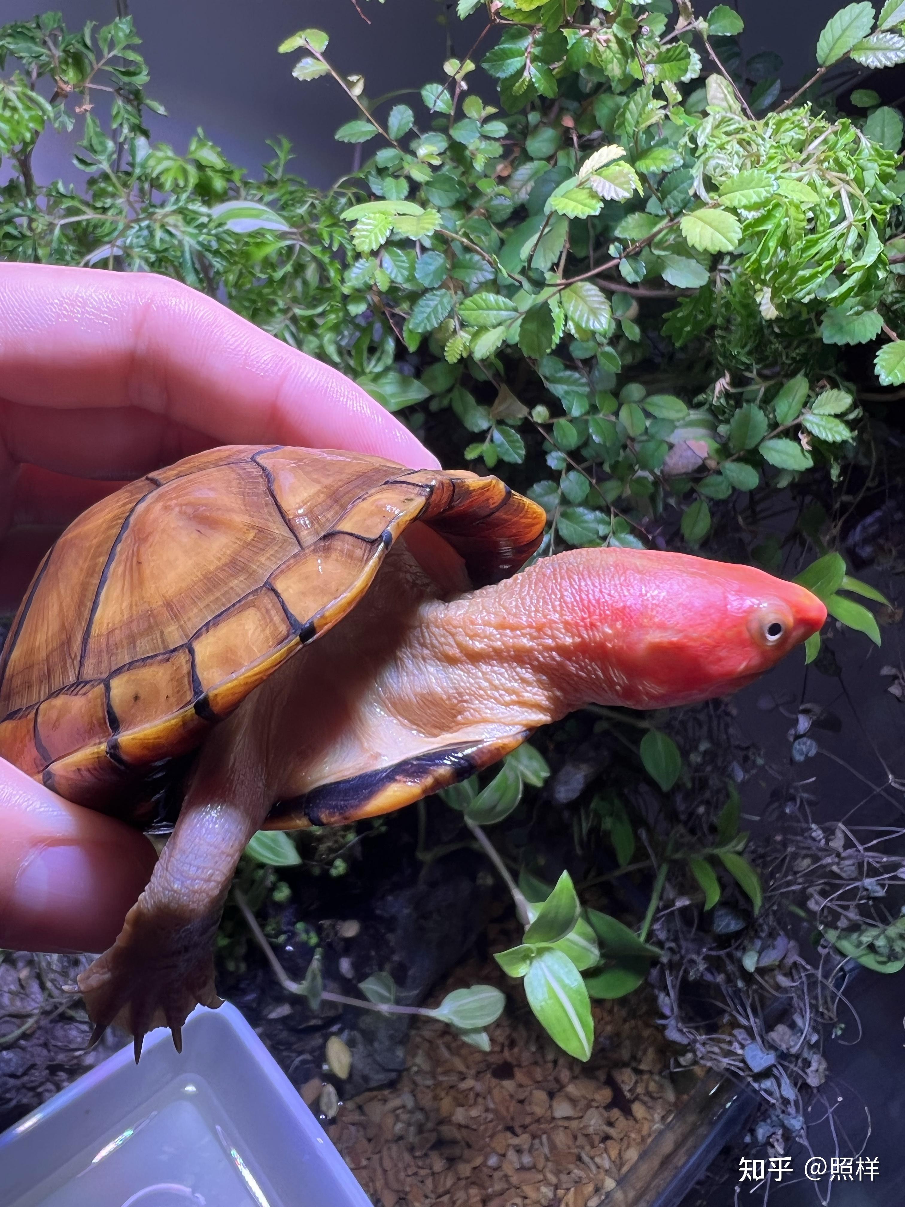 红面蛋龟 红面的发色和培育 - 知乎