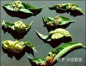 常见的花卉植物病虫害- 知乎
