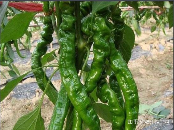 了解一下滕州辣子鸡所用的几种辣椒