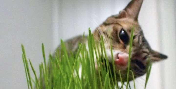 种植猫草 知乎 种植猫草 知乎
