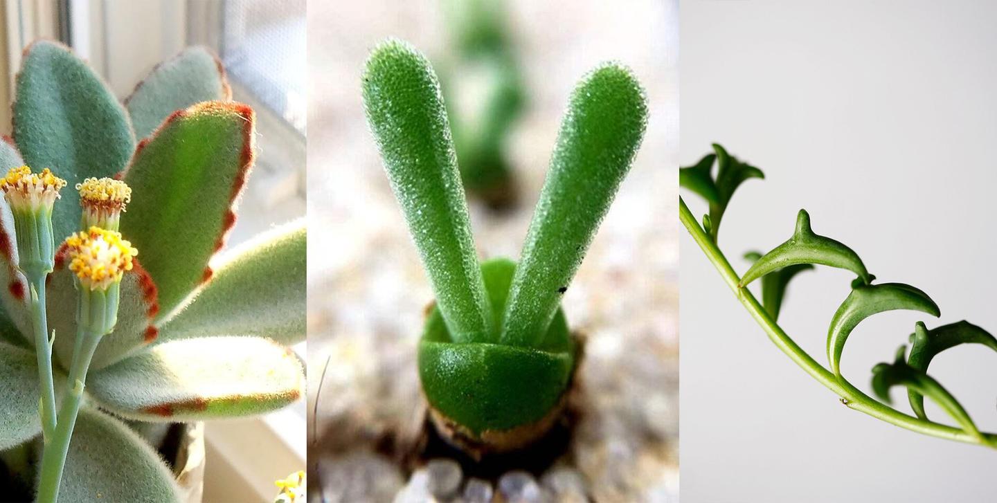 5种像小动物的多肉植物 都很难度夏 新手要谨慎栽种 知乎 5种像小动物的多肉植物 都很难度夏 新手要谨慎栽种 知乎