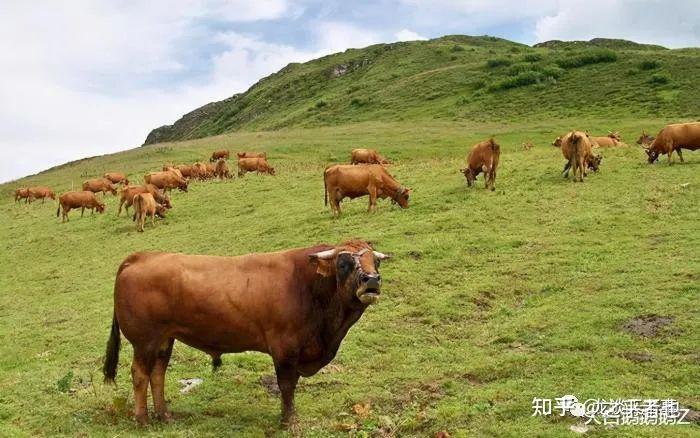 巴西国家短暂的停止供应,是因为巴西牛出现了一种疯牛病的症状,因此