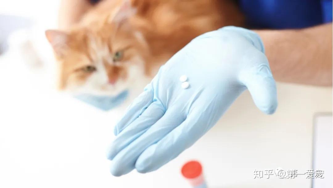 "赛庚啶"在狗和猫中的应用 - 知乎