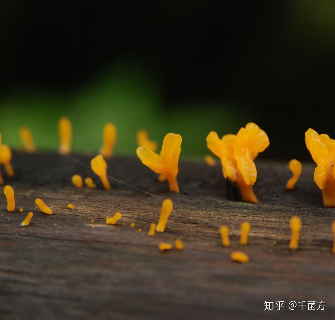 菌医课堂 | 处暑过后，天凉好个秋，滋阴润肺正当时 - 知乎