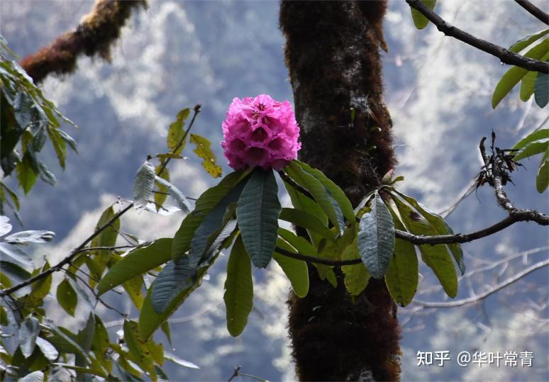 腾冲高黎贡山大树杜鹃王的发现和保护历程