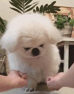 动图封面